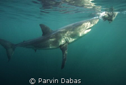 great white...they kept pulling the tuna head away as the... by Parvin Dabas 